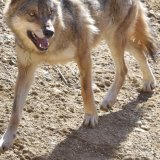 Un loup peut désormais être abattu dans les cantons de Berne et de Fribourg. (photo d'illustration).